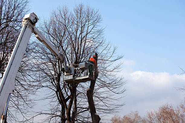 How Our Tree Care Process Works  in  Faith, NC